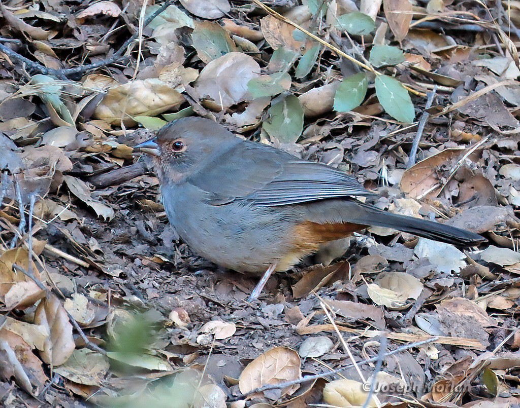 California Towhee - ML625096409