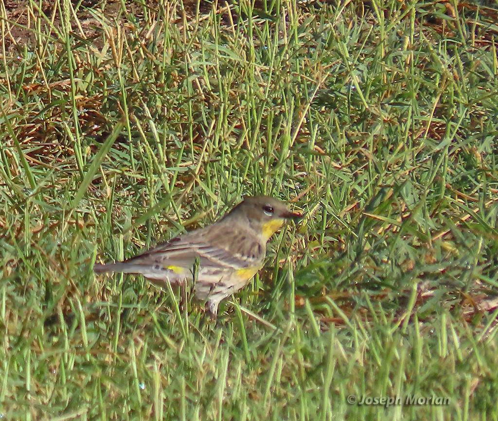 Yellow-rumped Warbler - ML625096414