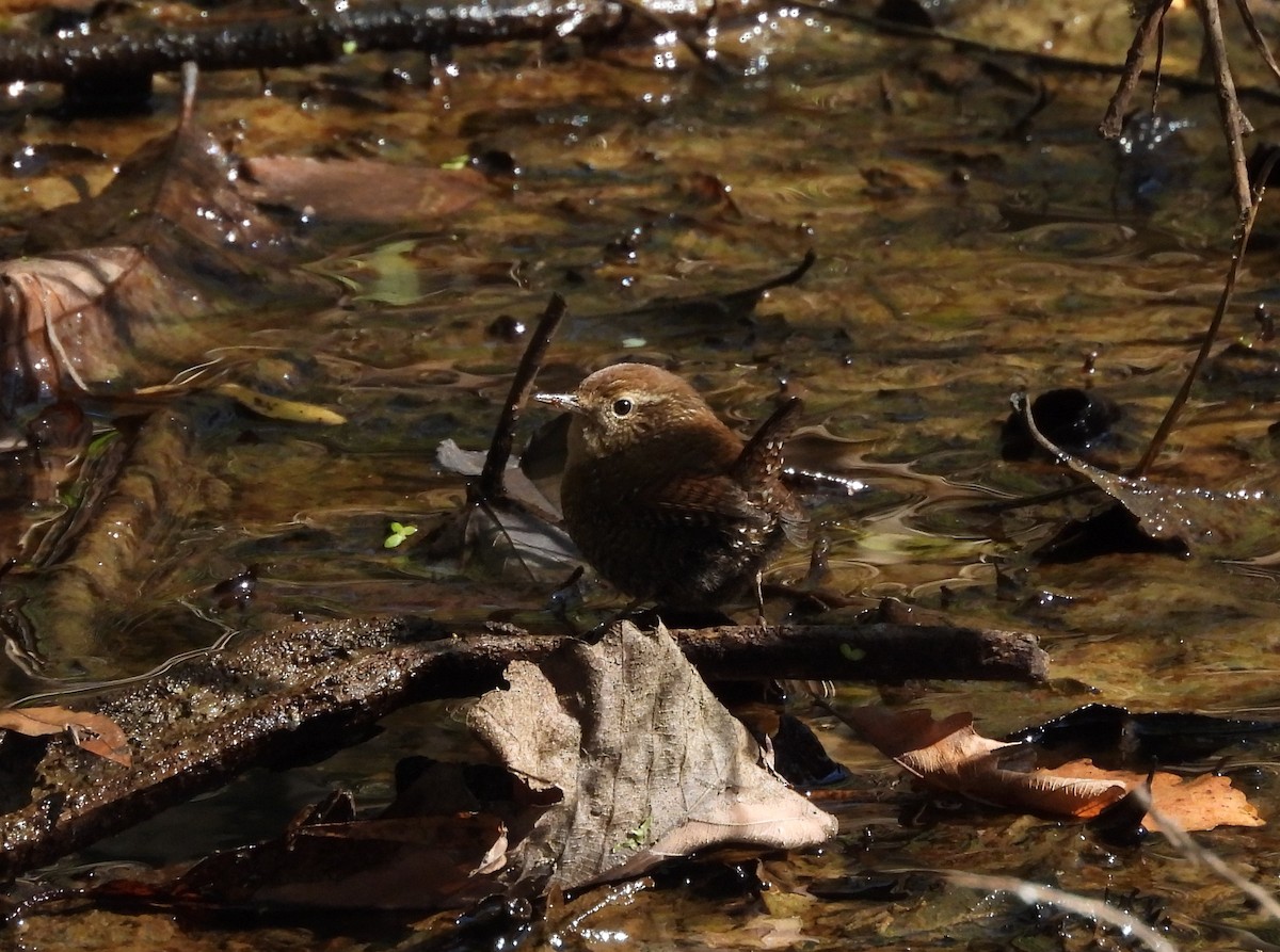 Winter Wren - ML625096477