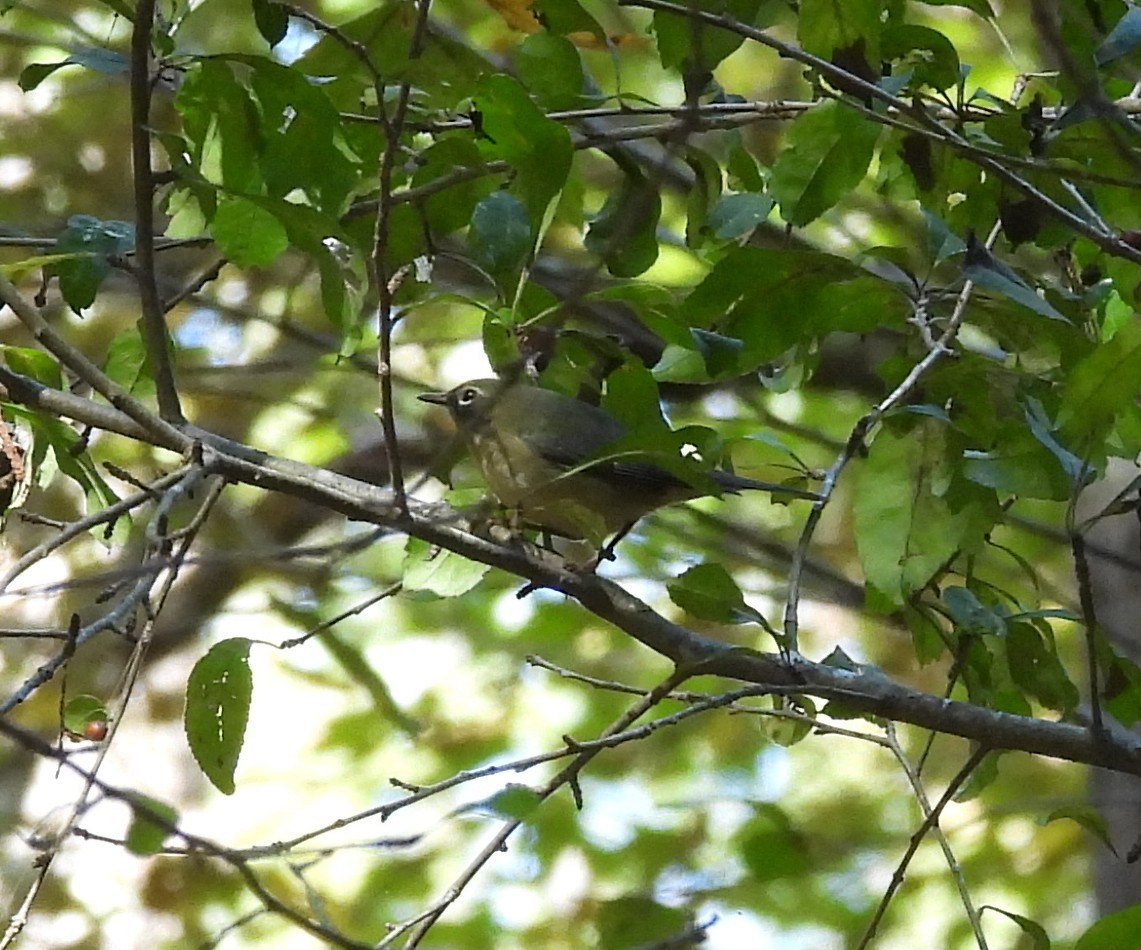 Black-throated Blue Warbler - ML625096487