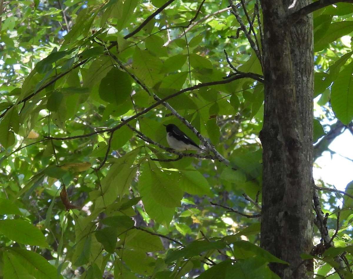 Black-throated Blue Warbler - ML625096488