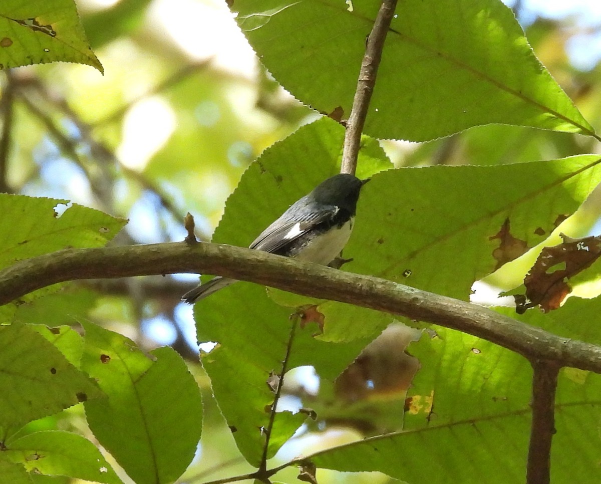 Black-throated Blue Warbler - ML625096489