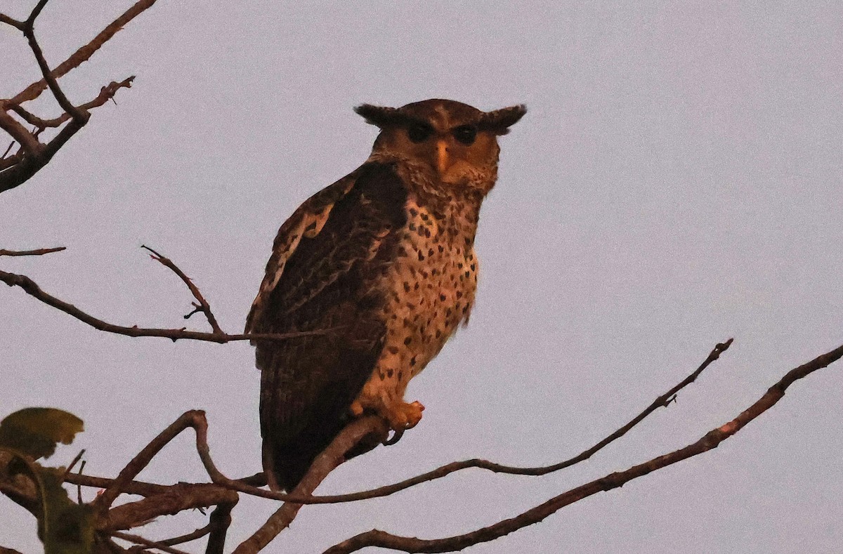 Spot-bellied Eagle-Owl - ML625096490