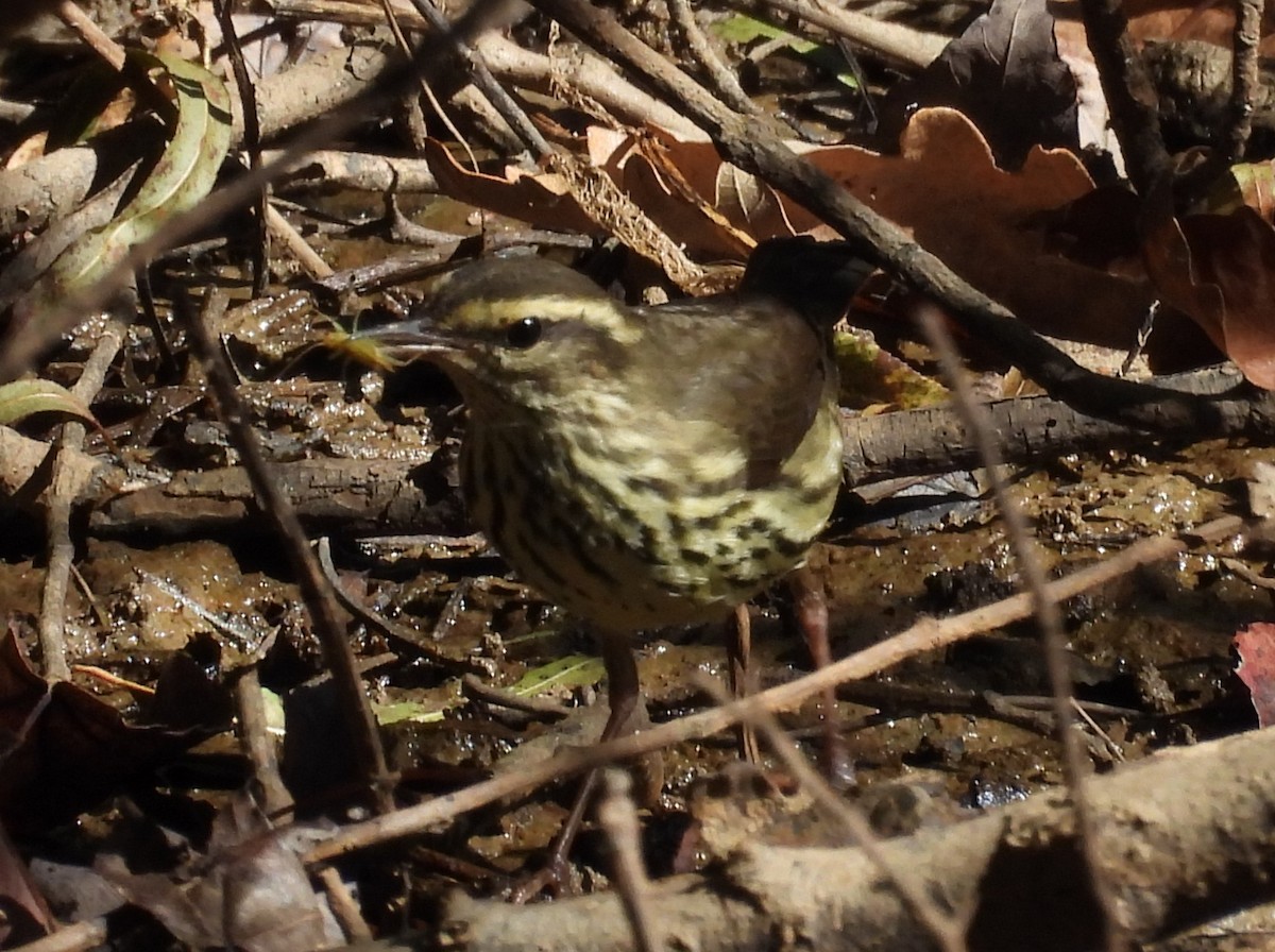 Northern Waterthrush - ML625096507