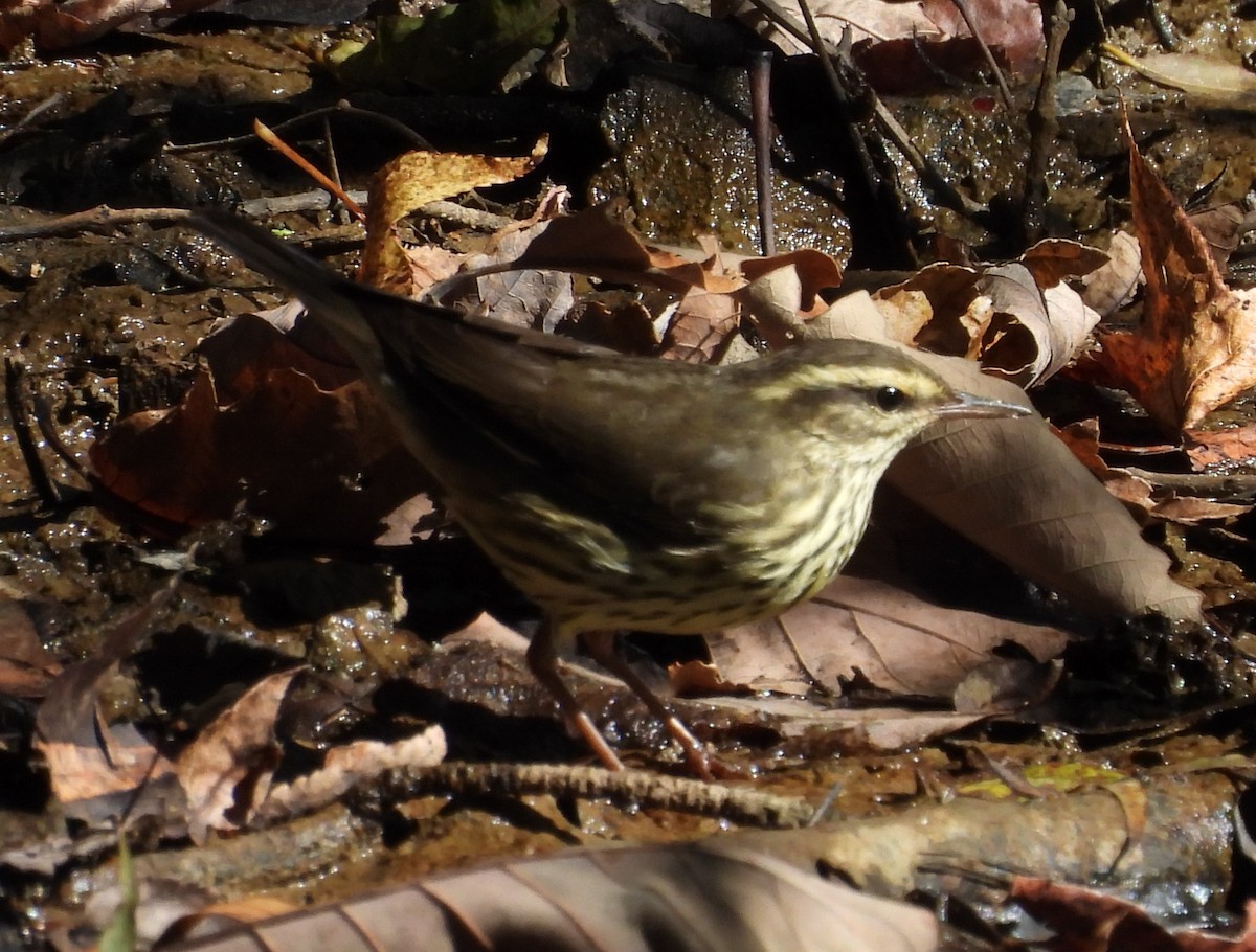 Northern Waterthrush - ML625096508