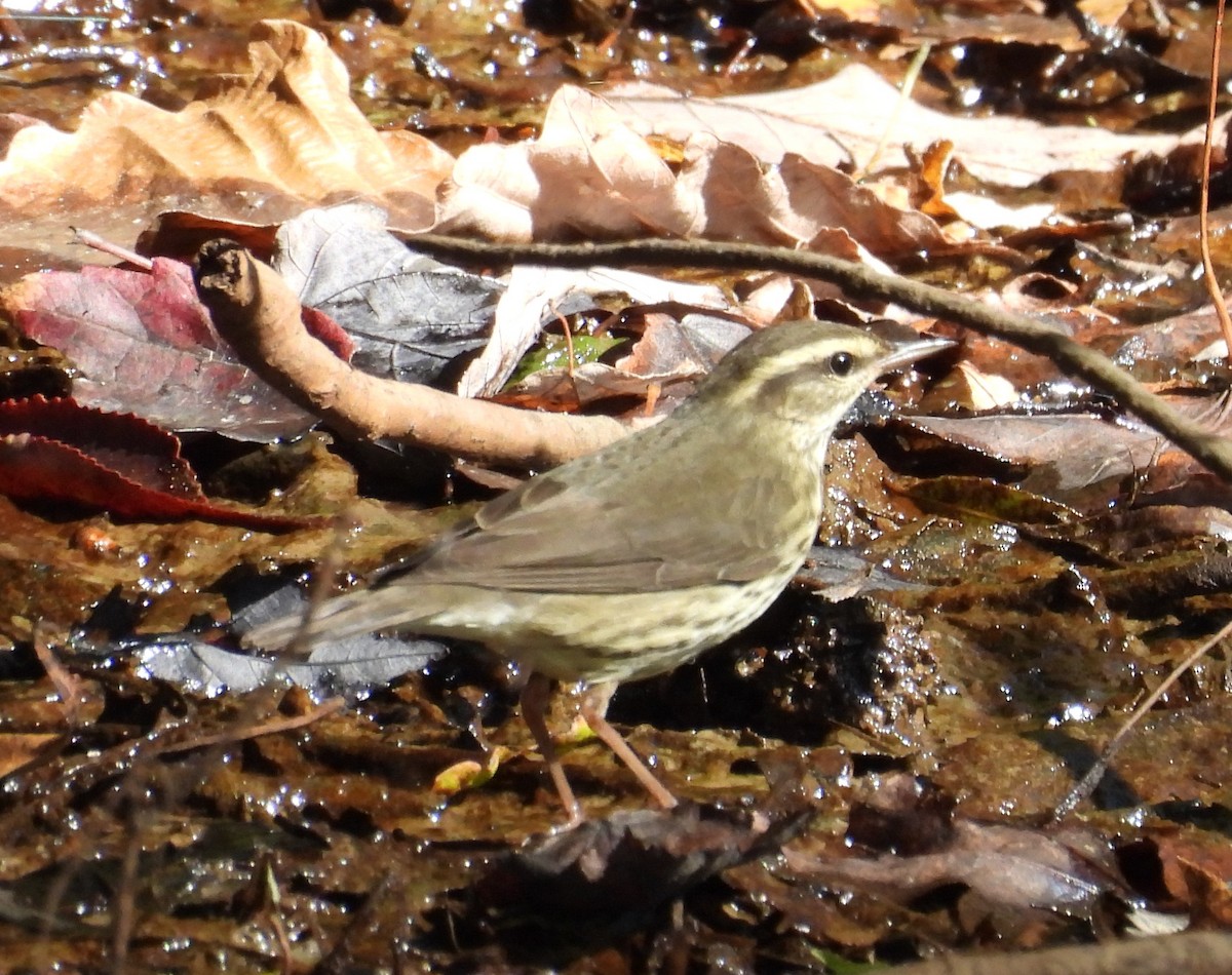 Northern Waterthrush - ML625096509