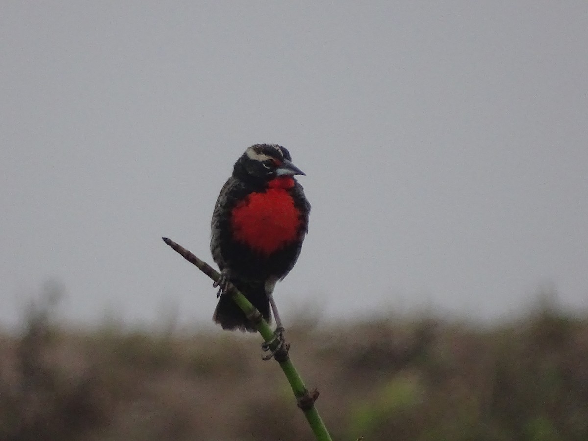 Peruvian Meadowlark - José Ignacio Catalán Ruiz