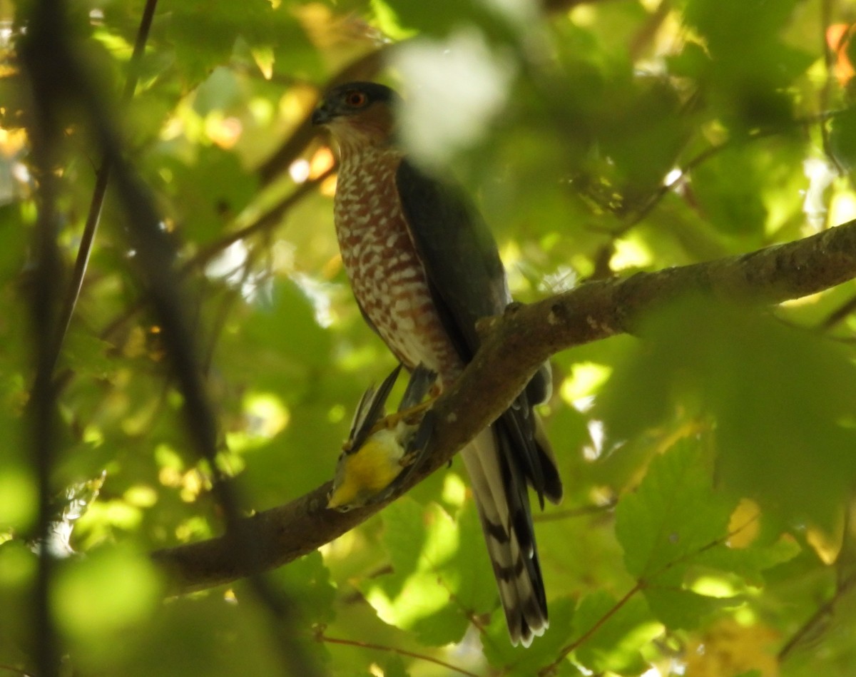 Sharp-shinned Hawk - ML625096528