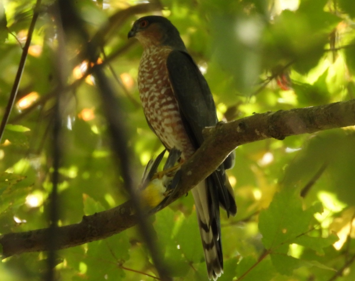 Sharp-shinned Hawk - ML625096529