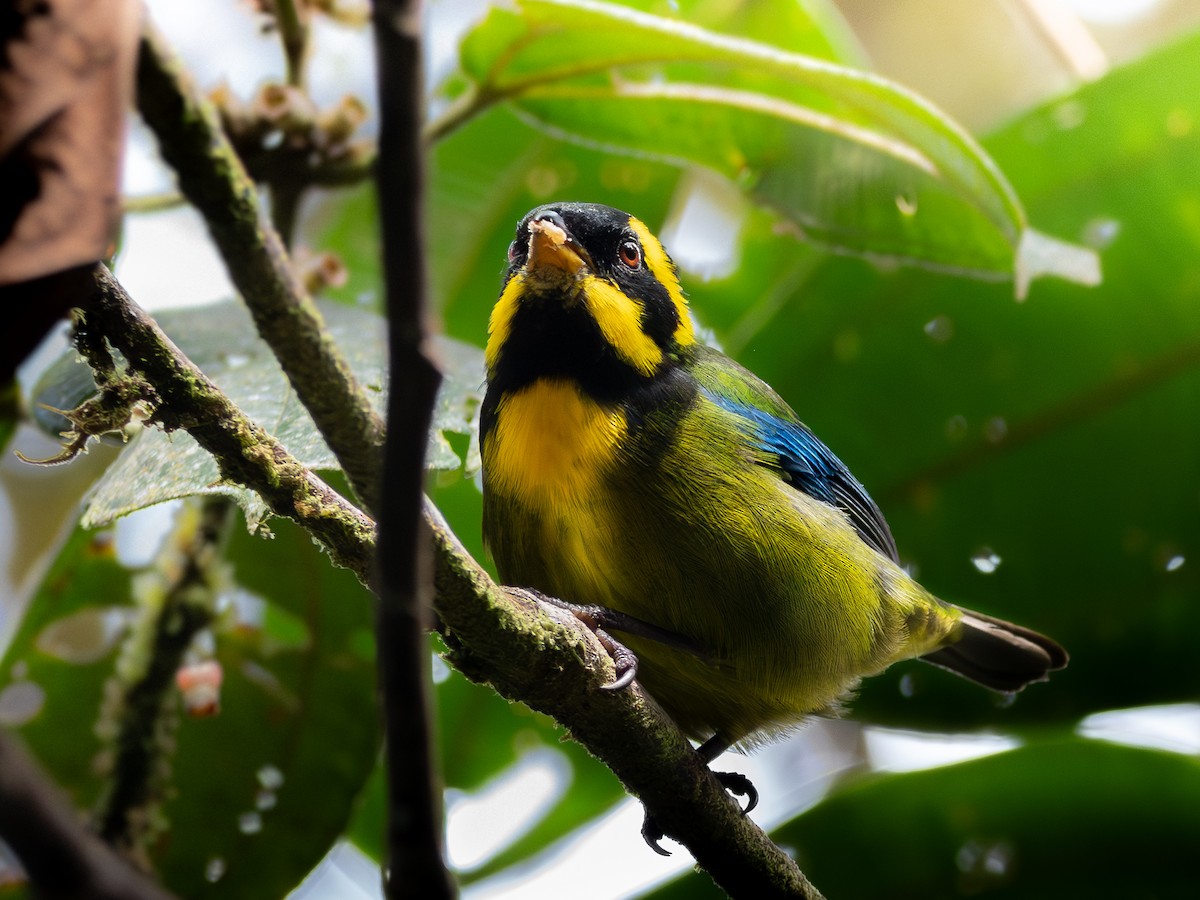 Gold-ringed Tanager - ML625096536