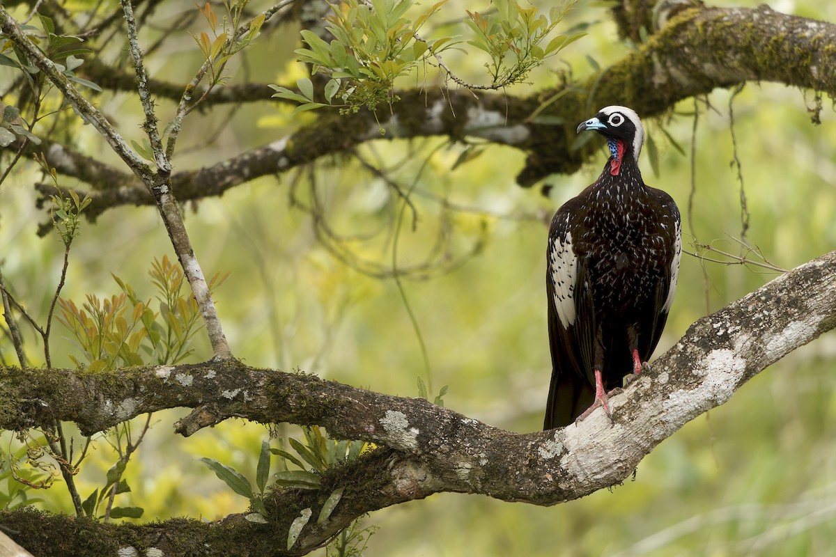 Black-fronted Piping-Guan - ML625096683