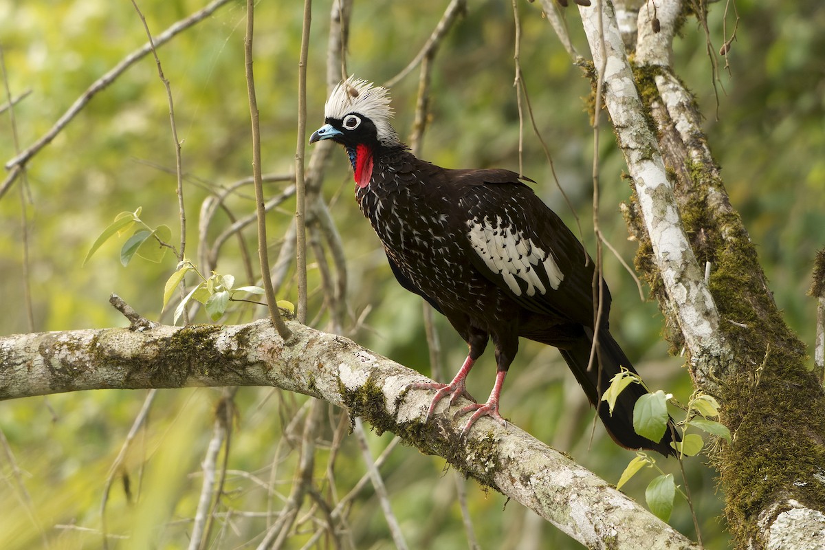 Black-fronted Piping-Guan - ML625096762