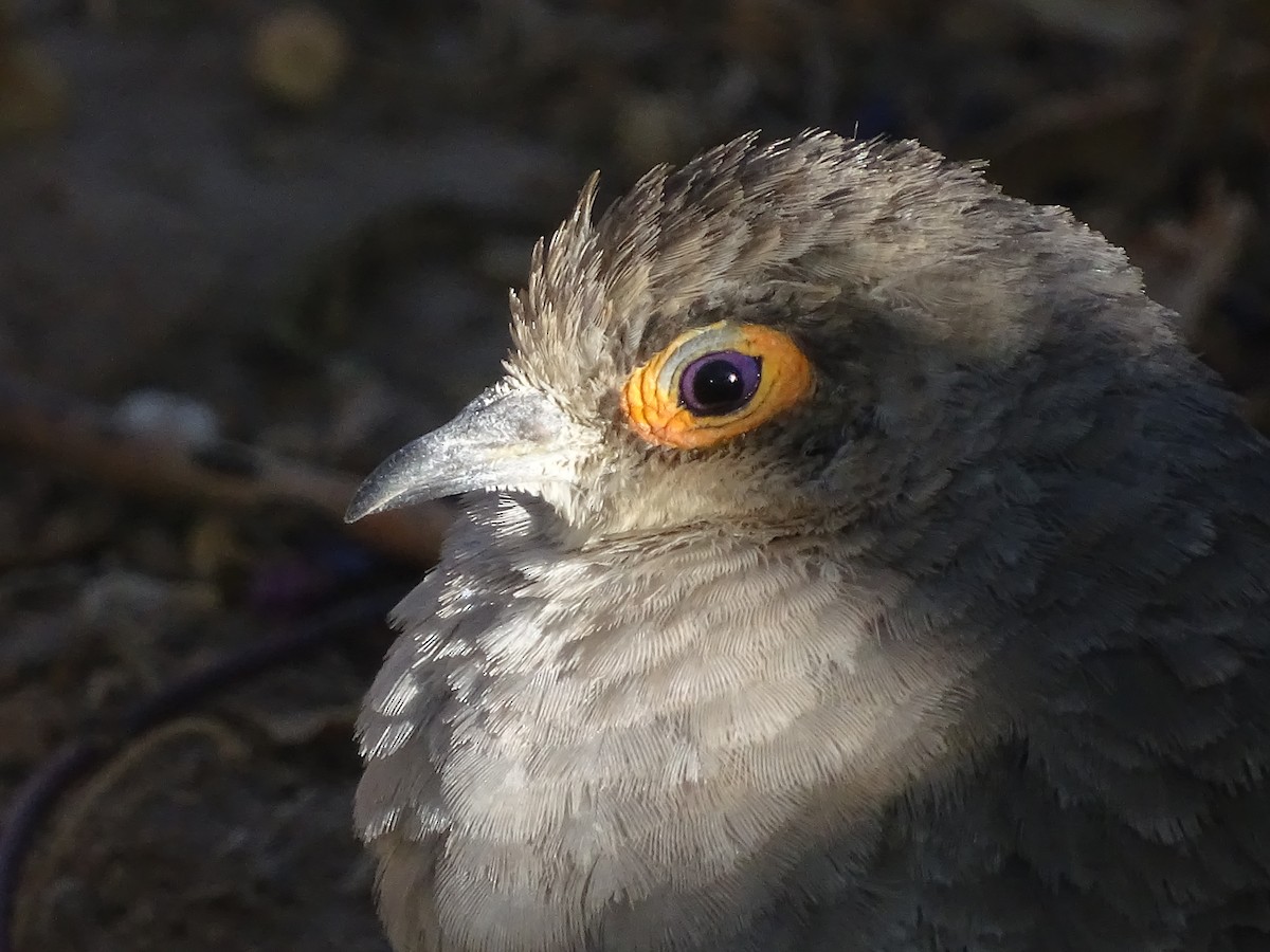 Bare-faced Ground Dove - ML625096832