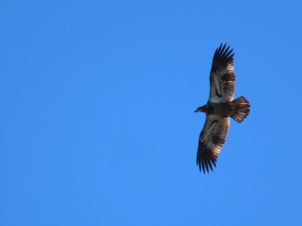 Bald Eagle - ML625096859