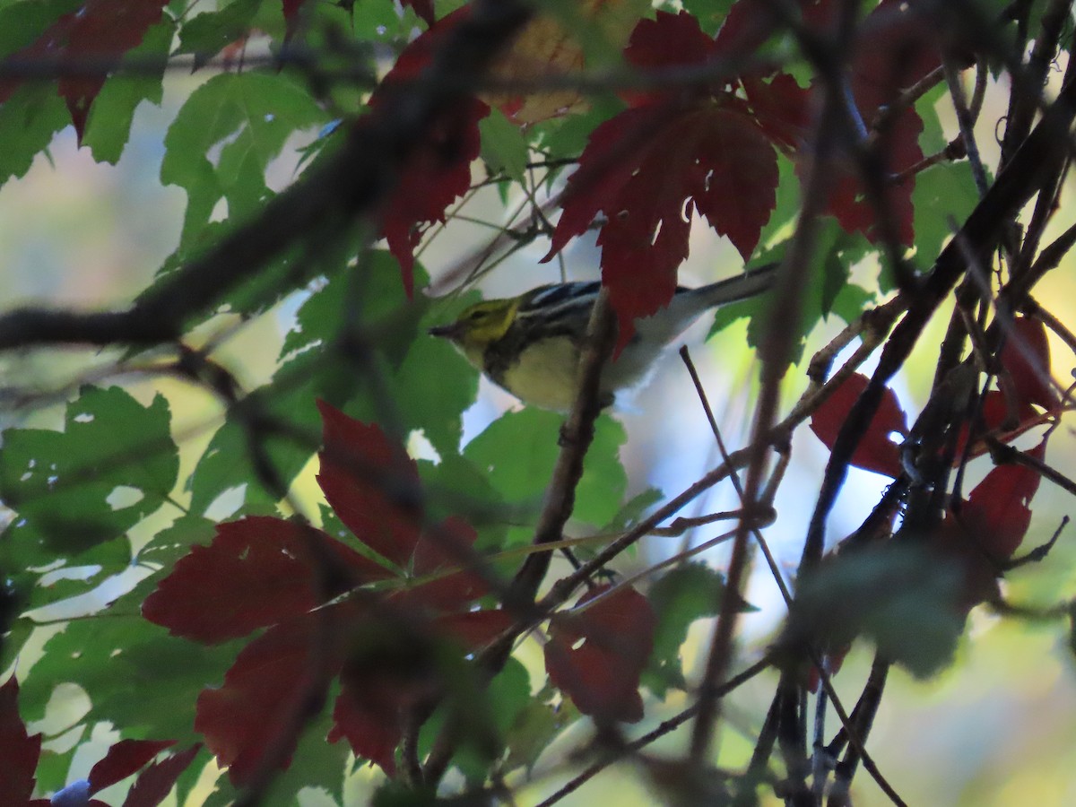 Black-throated Green Warbler - ML625096926