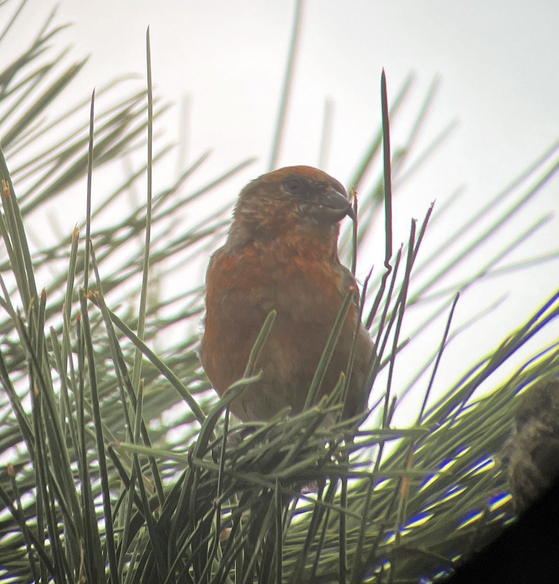 Red Crossbill - ML625097031