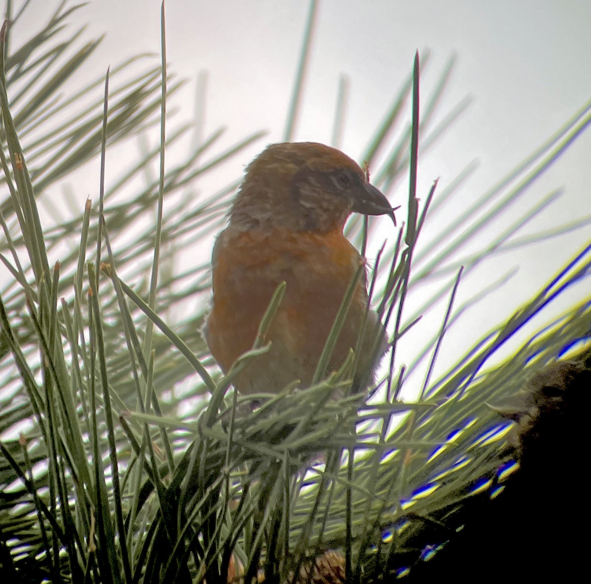 Red Crossbill - ML625097032