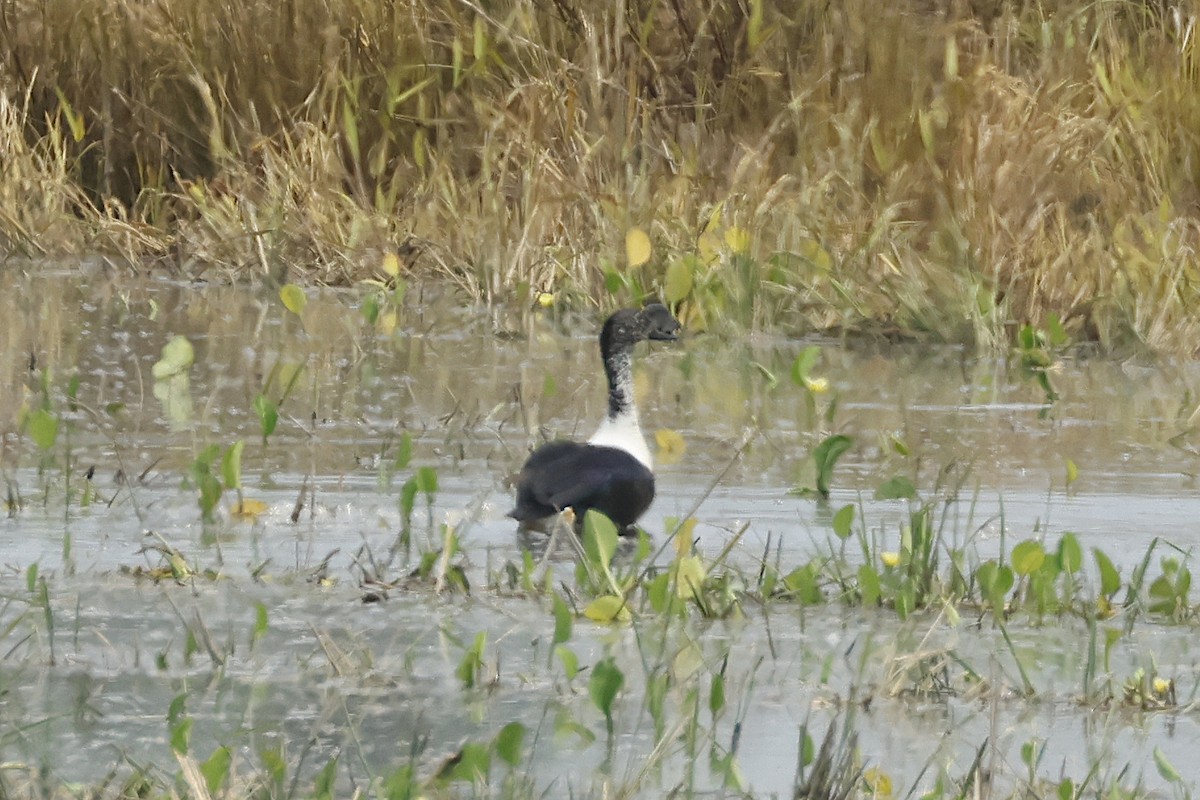 Comb Duck - ML625097048