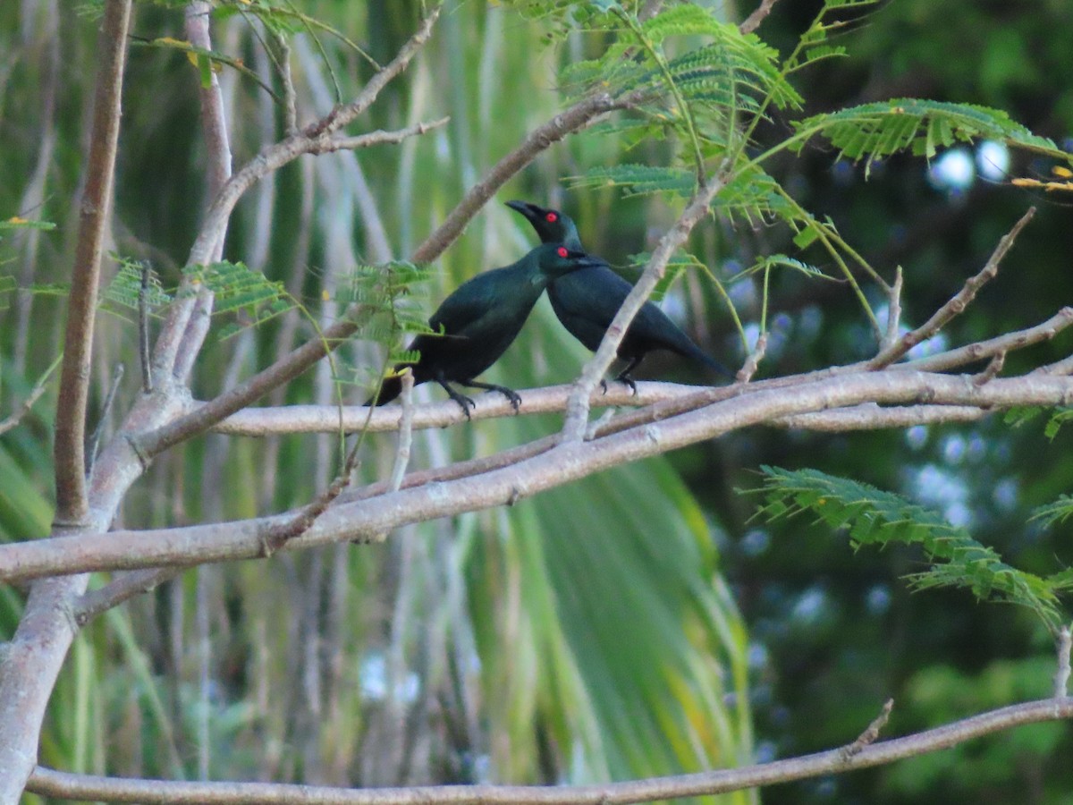 Asian Glossy Starling - ML625097049