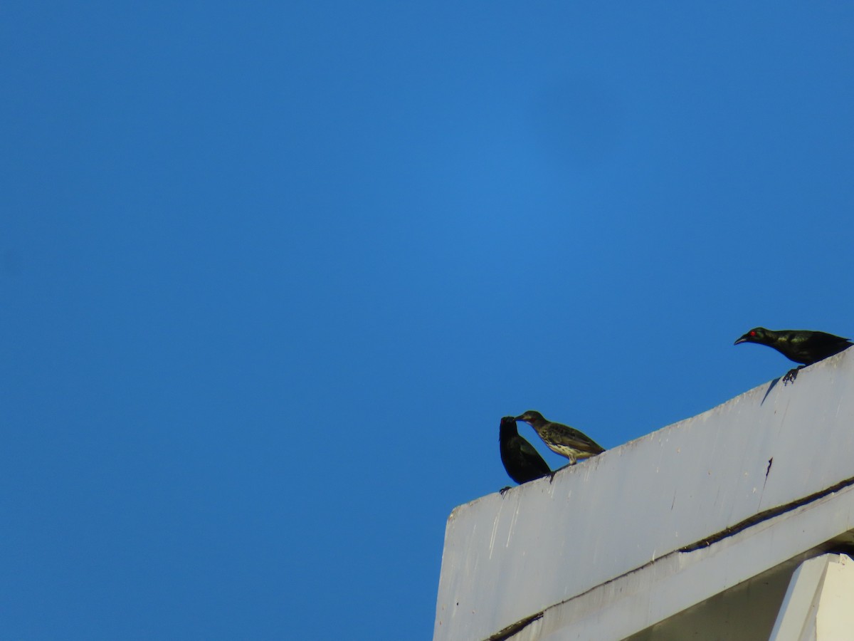 Asian Glossy Starling - ML625097050