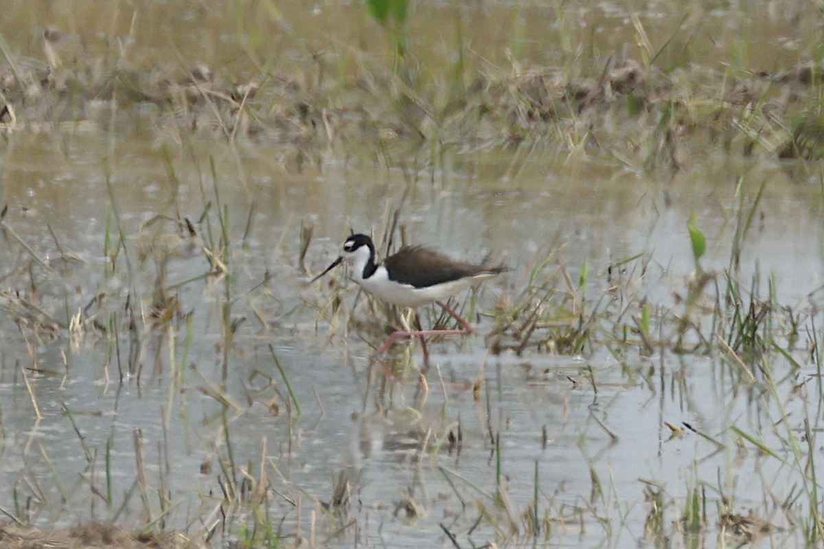 Black-necked Stilt - ML625097059