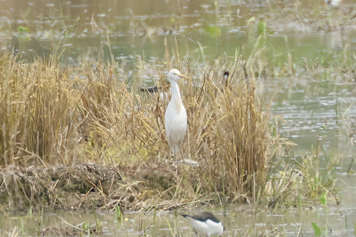 Western Cattle-Egret - ML625097063
