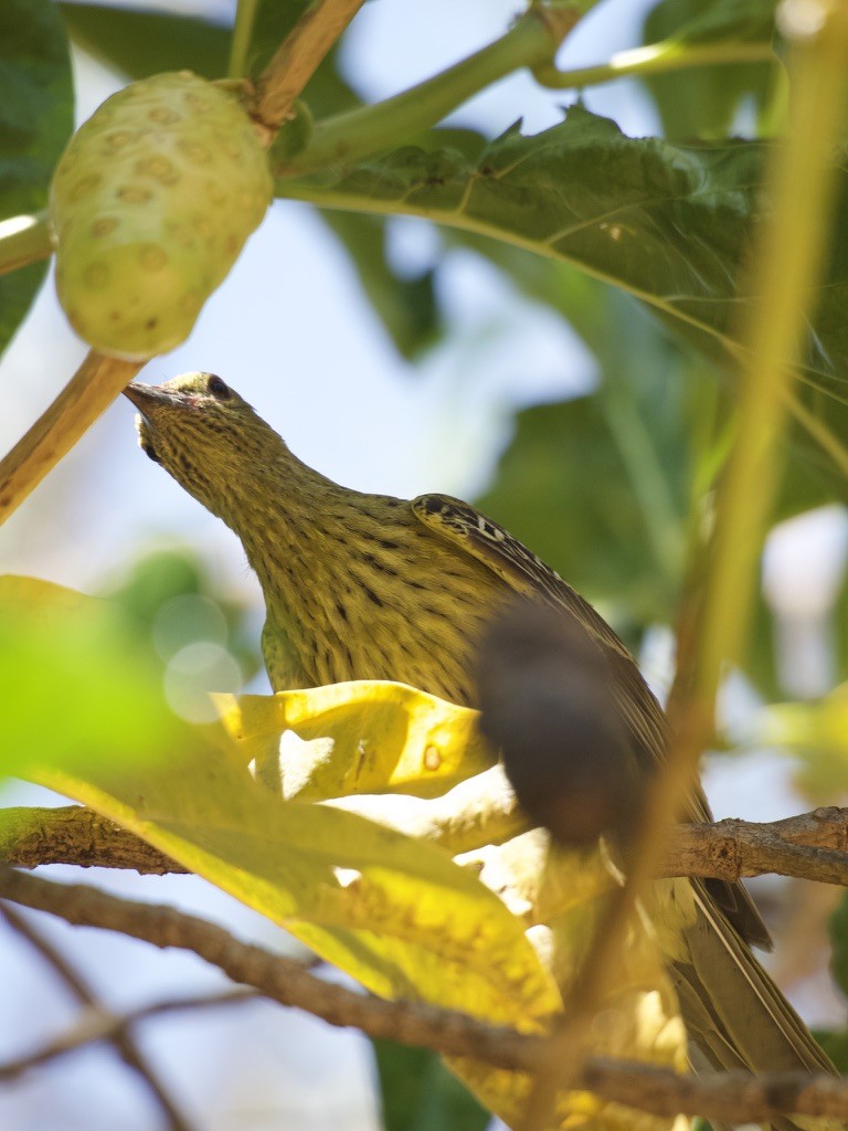 Australasian Figbird - ML625097065