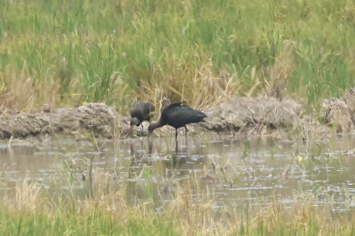 Puna Ibis - ML625097070