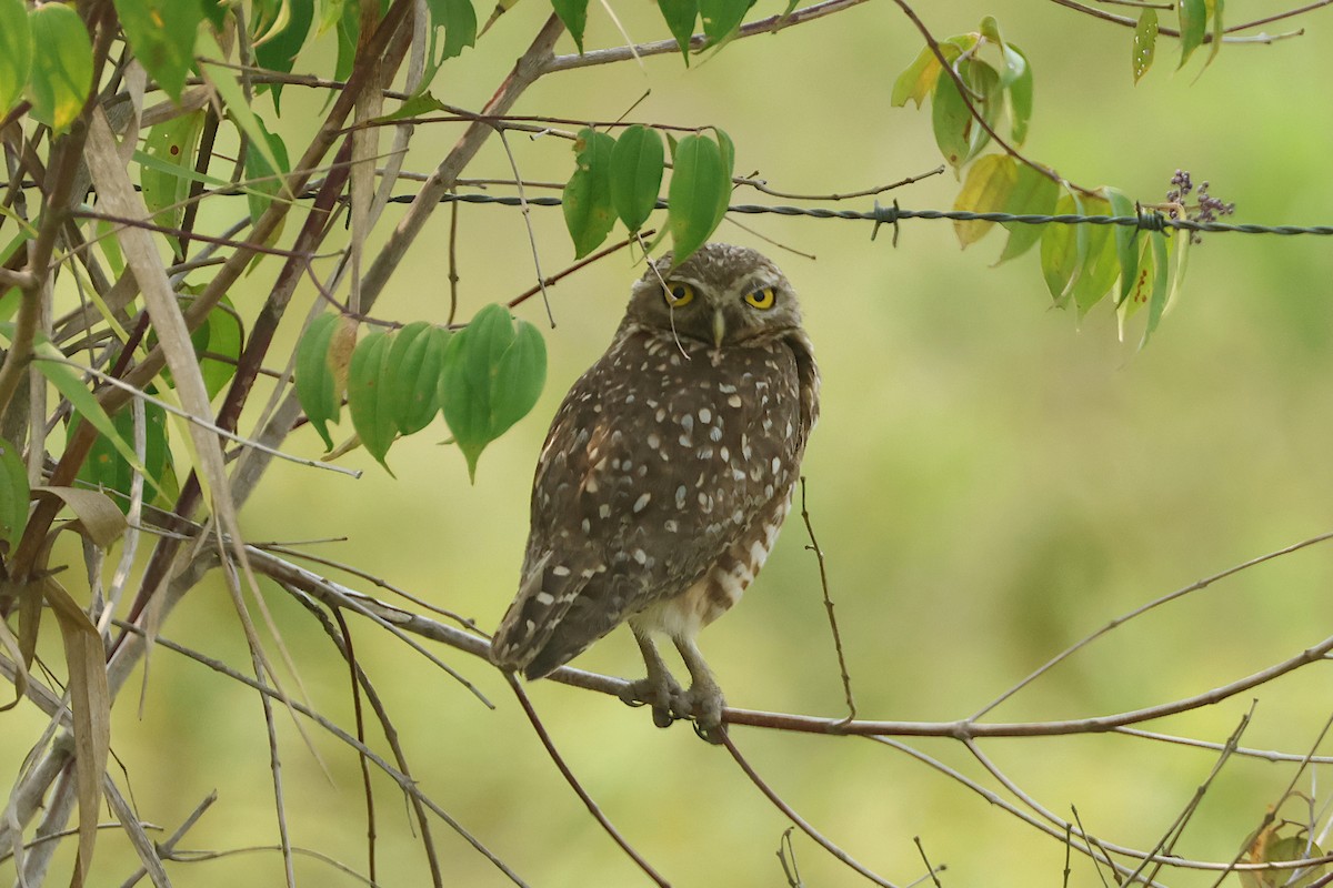 Burrowing Owl - ML625097073