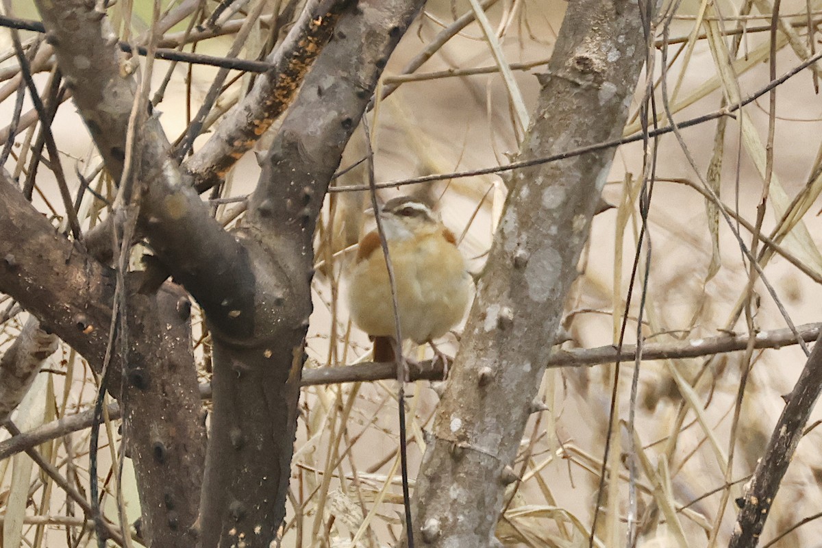 Pale-legged Hornero - ML625097080
