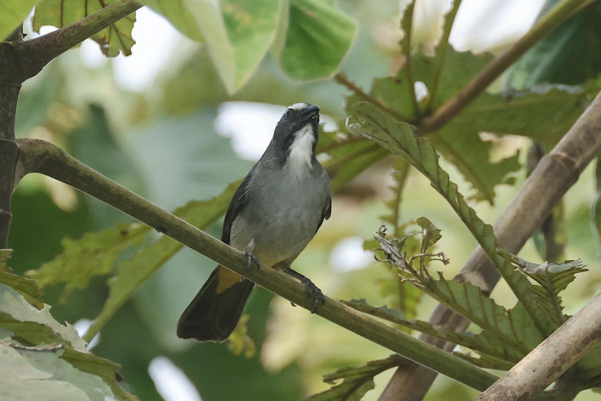 Bluish-gray Saltator - ML625097094