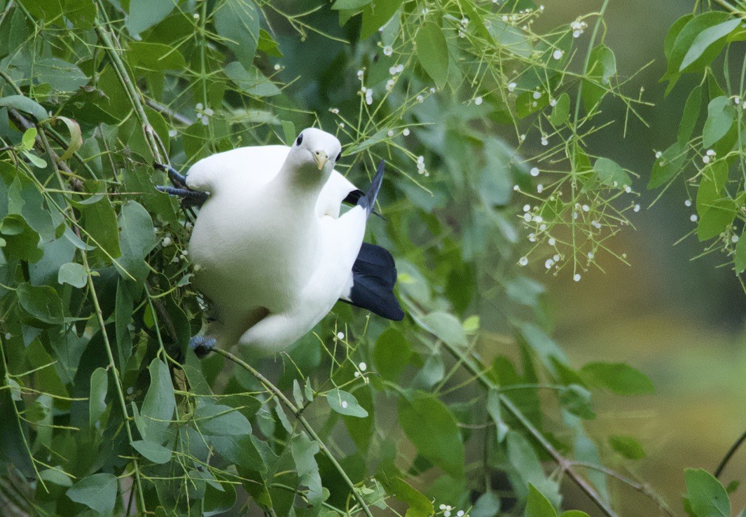 Torresian Imperial-Pigeon - ML625097278