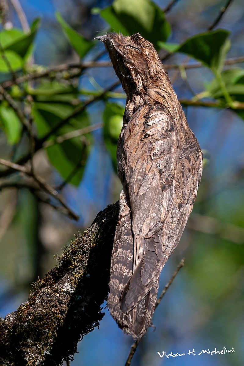 Common Potoo - ML625097383