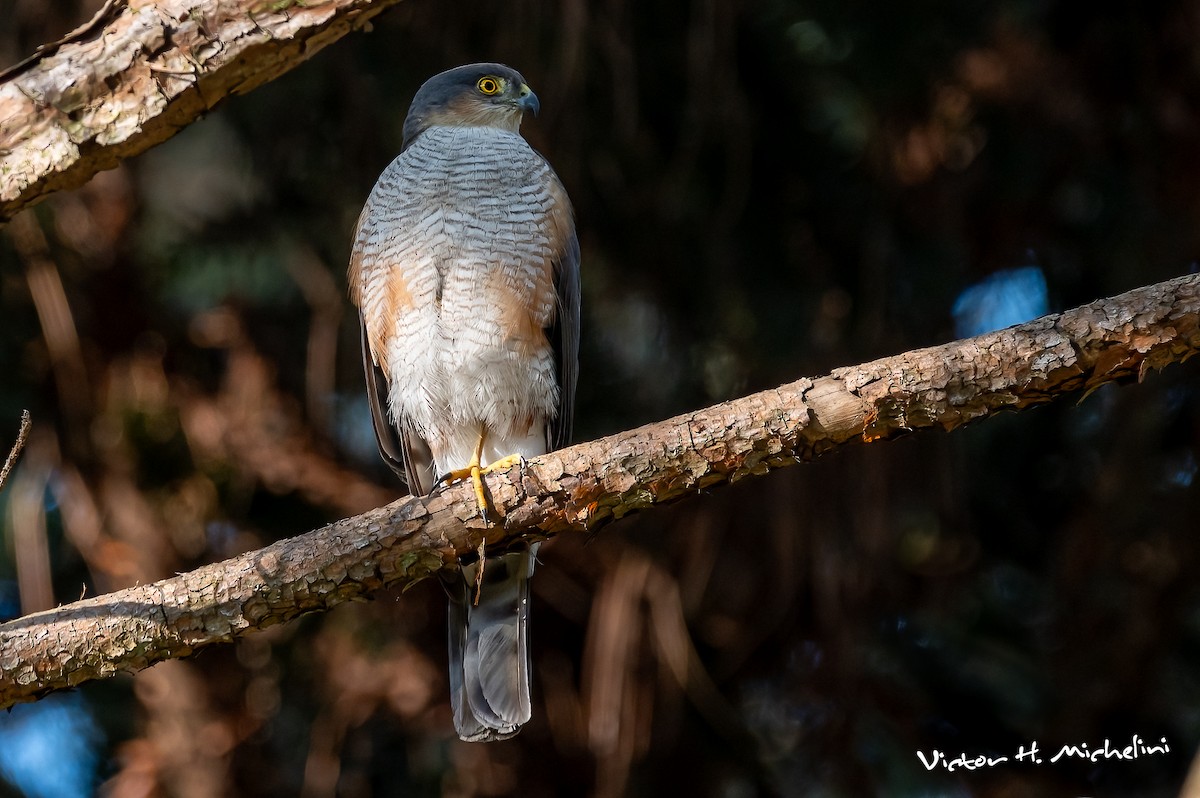 Sharp-shinned Hawk - ML625097387