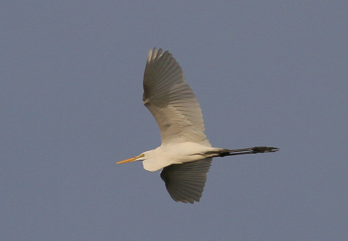 Great Egret - ML625097404