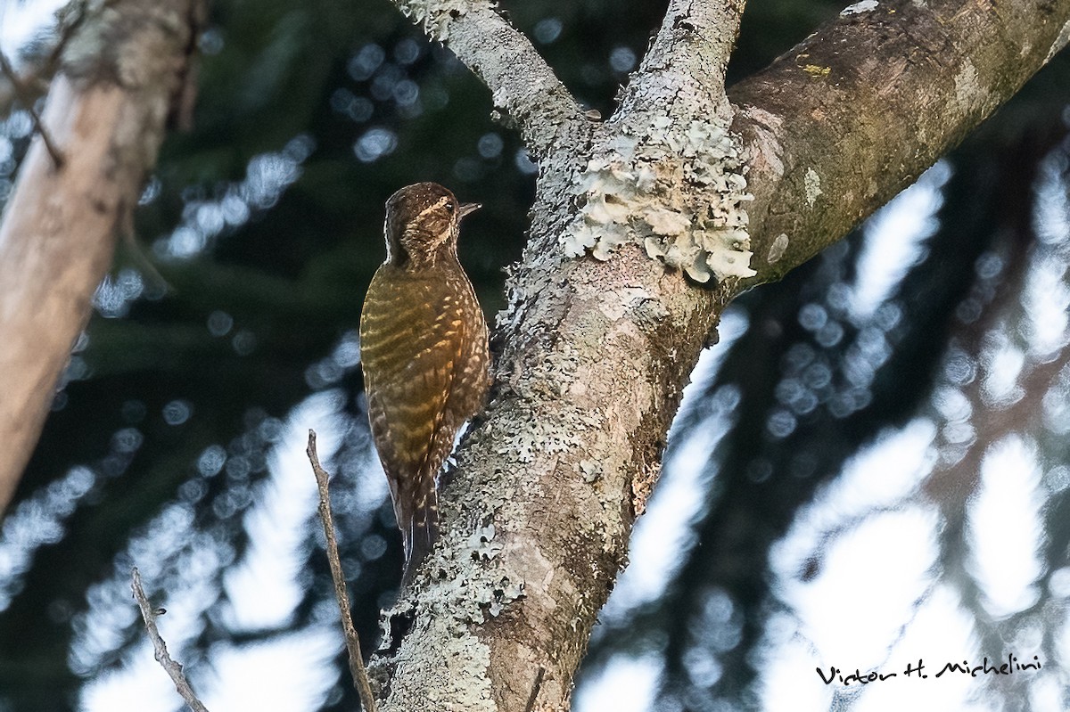 White-spotted Woodpecker - ML625097414