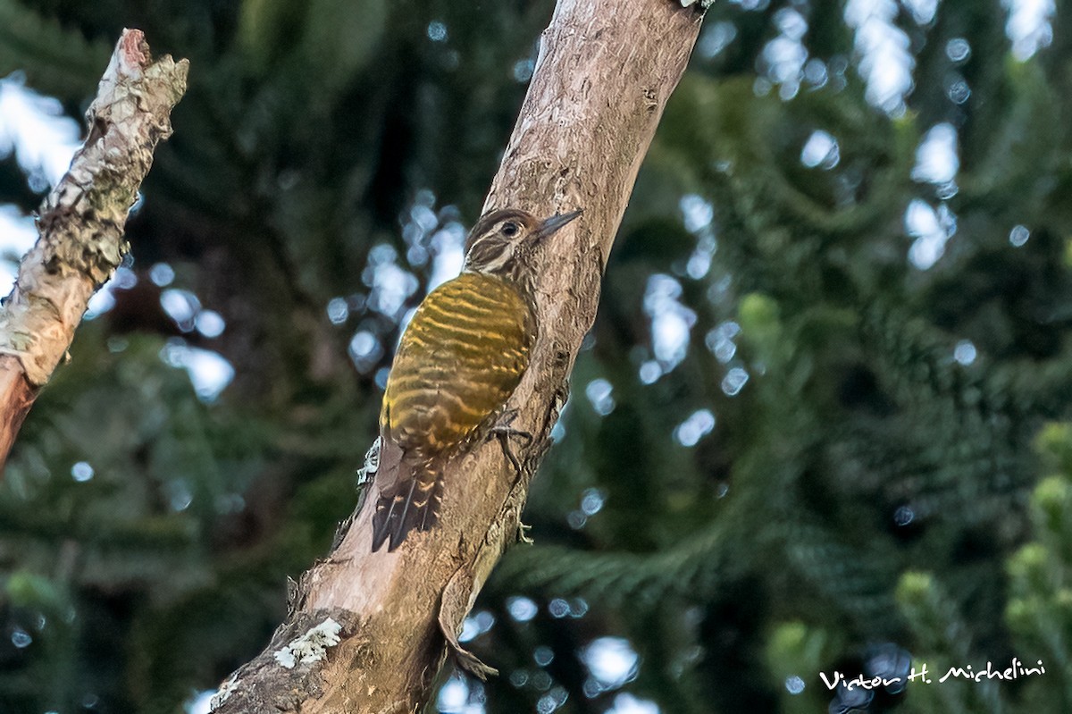 White-spotted Woodpecker - ML625097415