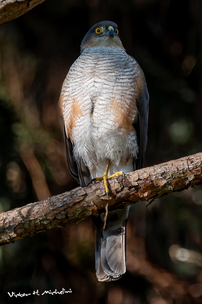 Sharp-shinned Hawk - ML625097441