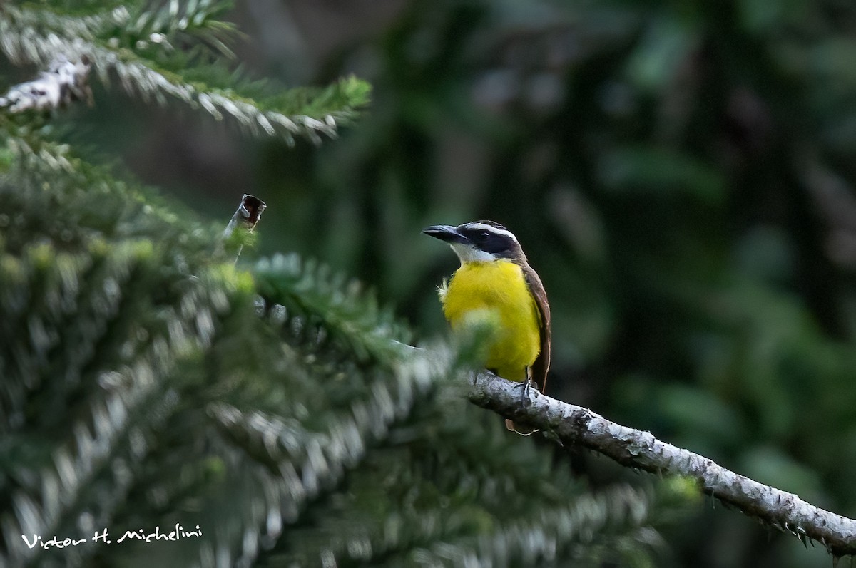 Boat-billed Flycatcher - ML625097463