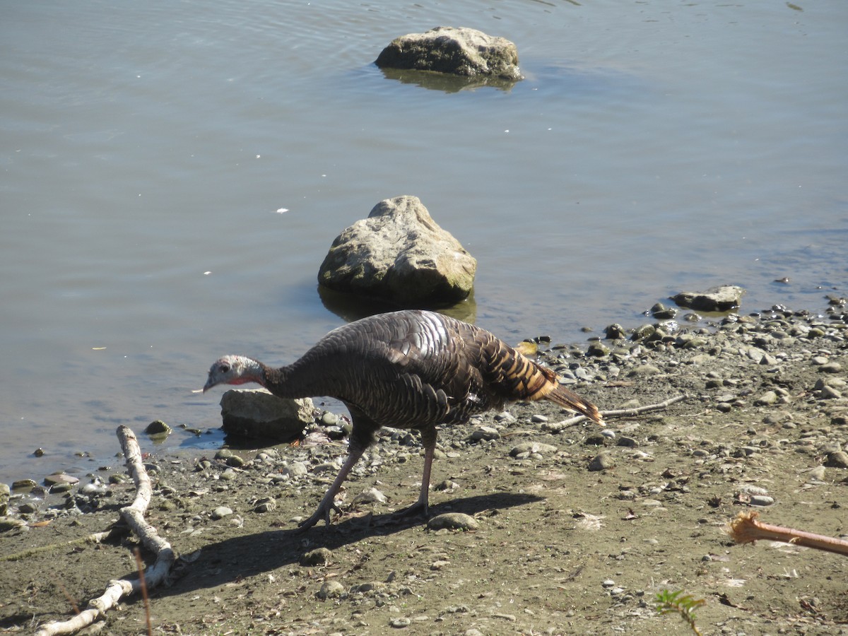 Wild Turkey - ML625097469