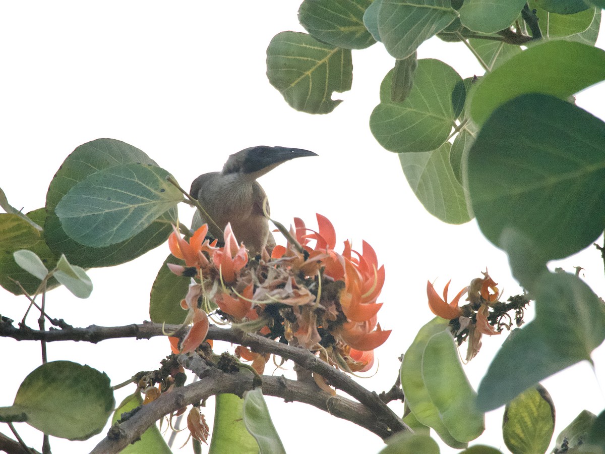 Little Friarbird - ML625097527