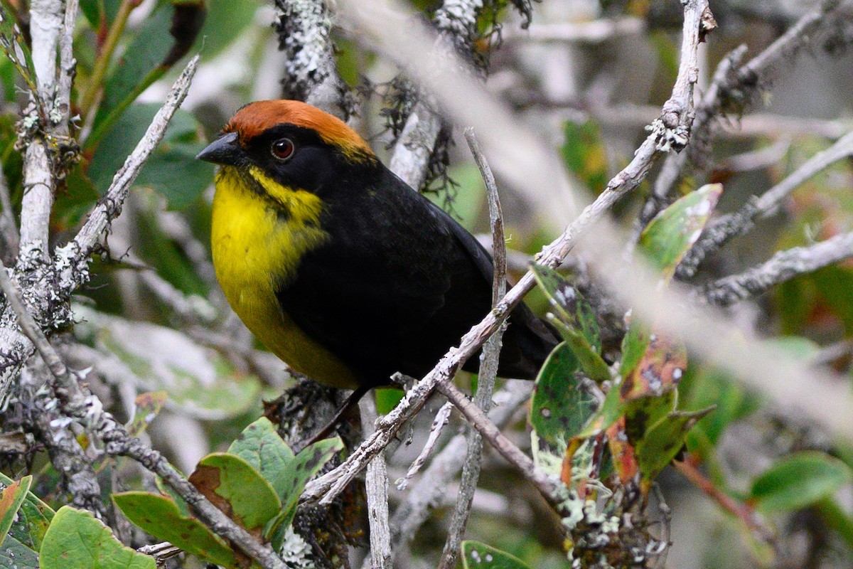 Atlapetes Pechiamarillo - ML625097544