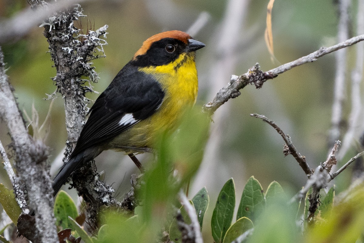 Yellow-breasted Brushfinch - ML625097545