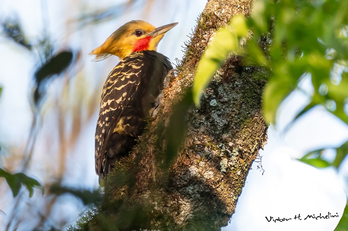 Blond-crested Woodpecker - ML625097554