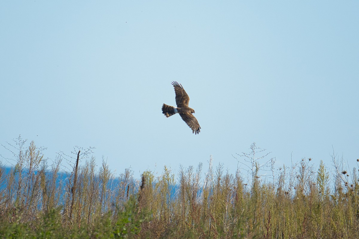 Northern Harrier - ML625097683