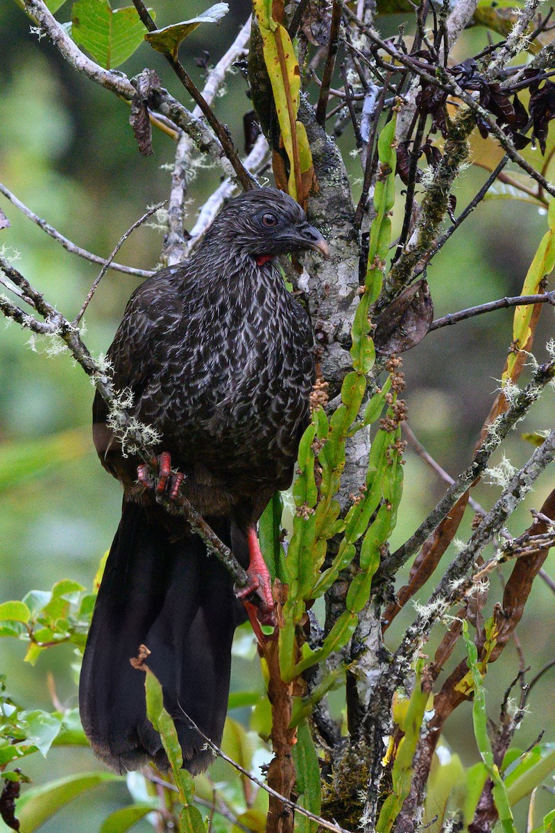 Andean Guan - ML625097699