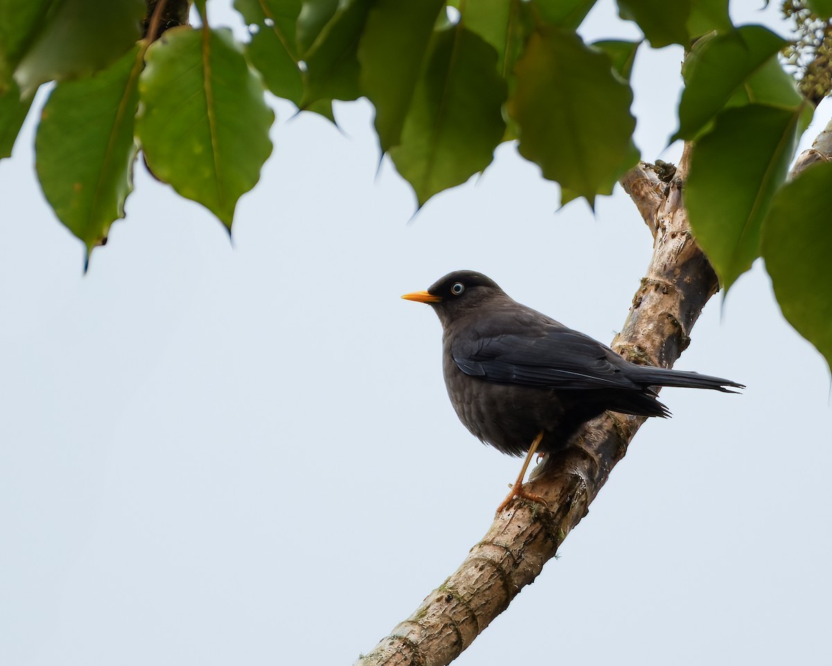 Sooty Thrush - ML625097791