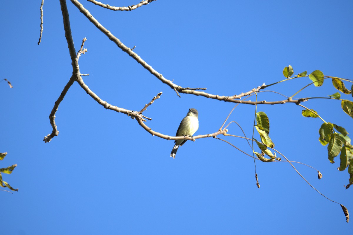 Eastern Phoebe - ML625097811