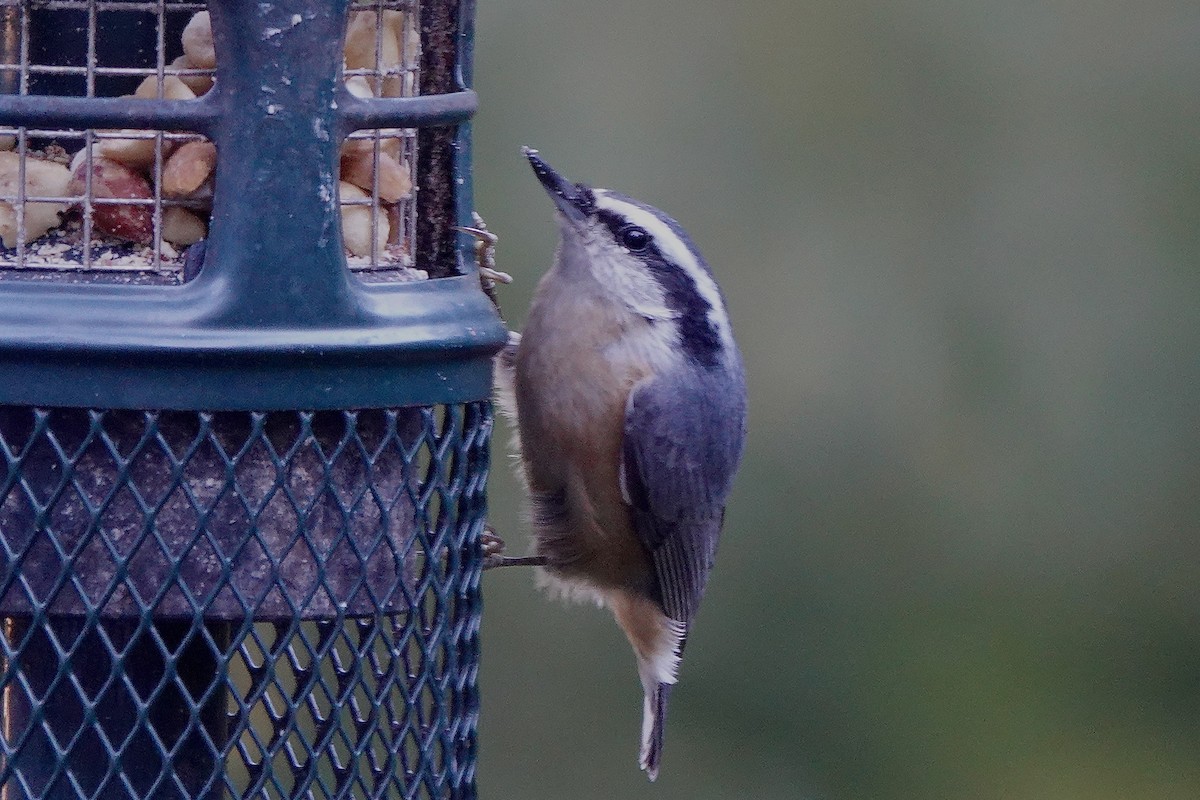 Red-breasted Nuthatch - ML625097828