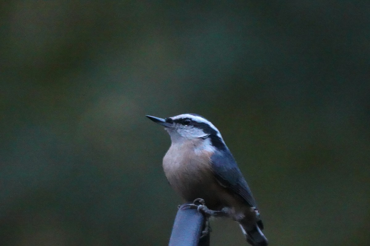 Red-breasted Nuthatch - ML625097829
